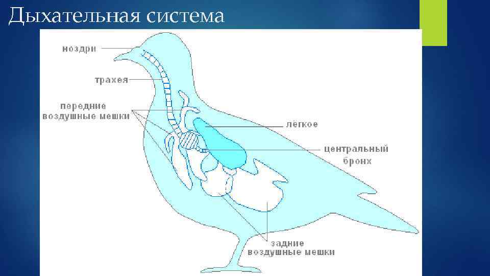 Гортань у птиц. Схема дыхательной системы птицы. Схема строения дыхательной системы птиц. Система органов дыхания птиц схема. Схема дыхательной системы птицы рис 158.