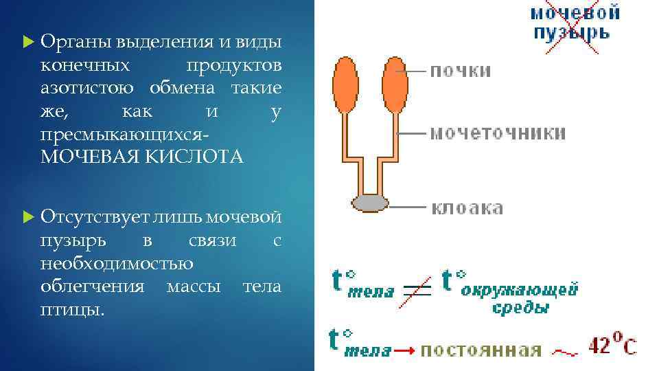 Конечные продукты обмена