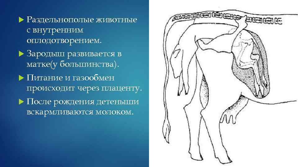  Раздельнополые животные с внутренним оплодотворением. Зародыш развивается в матке(у большинства). Питание и газообмен