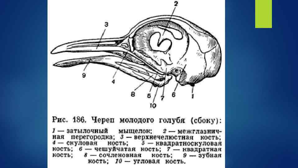 Череп голубя рисунок