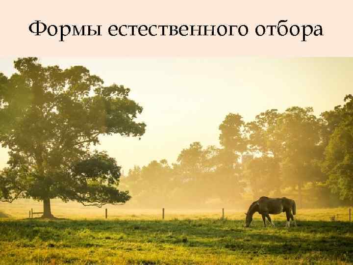 Формы естественного отбора 