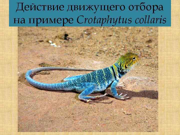 Действие движущего отбора на примере Сrotaphytus collaris 