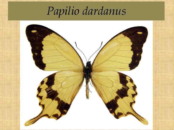 Papilio dardanus 