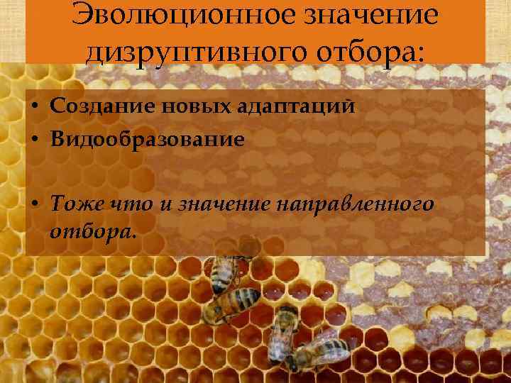 Эволюционное значение дизруптивного отбора: • Создание новых адаптаций • Видообразование • Тоже что и