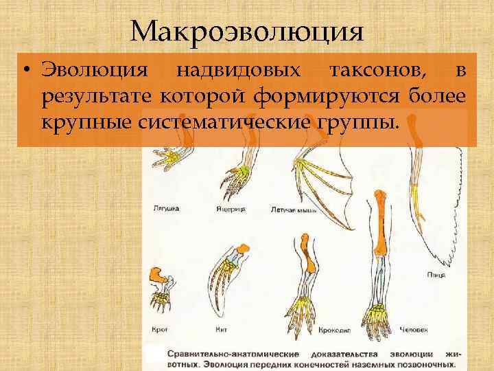 Макроэволюция • Эволюция надвидовых таксонов, в результате которой формируются более крупные систематические группы. 