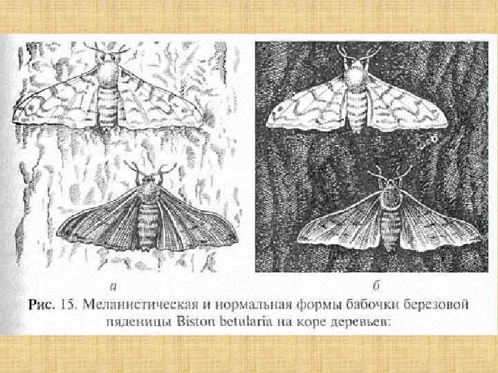 Рассмотрите рисунок с изображением бабочки березовой пяденицы и определите тип приспособления