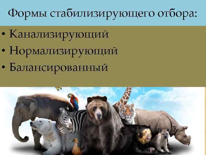 Формы стабилизирующего отбора: • Канализирующий • Нормализирующий • Балансированный 