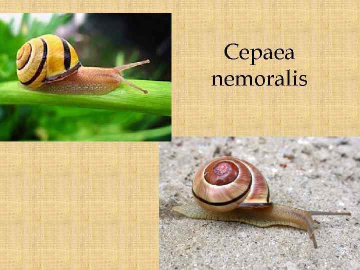 Cepaea nemoralis 