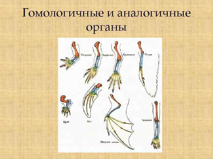 Гомологичные и аналогичные органы 