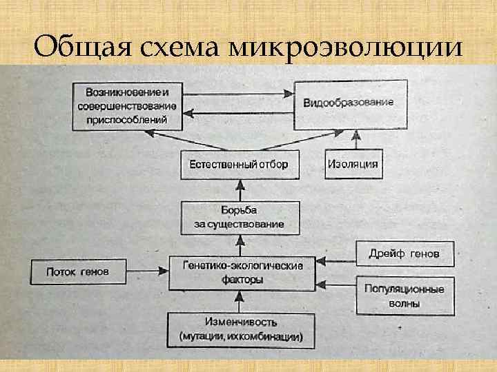 Общая схема микроэволюции 