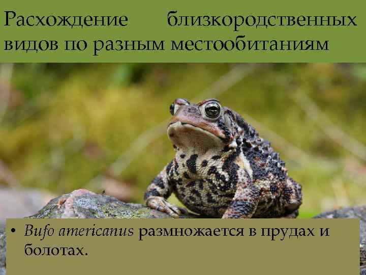 Расхождение близкородственных видов по разным местообитаниям • Bufo americanus размножается в прудах и болотах.