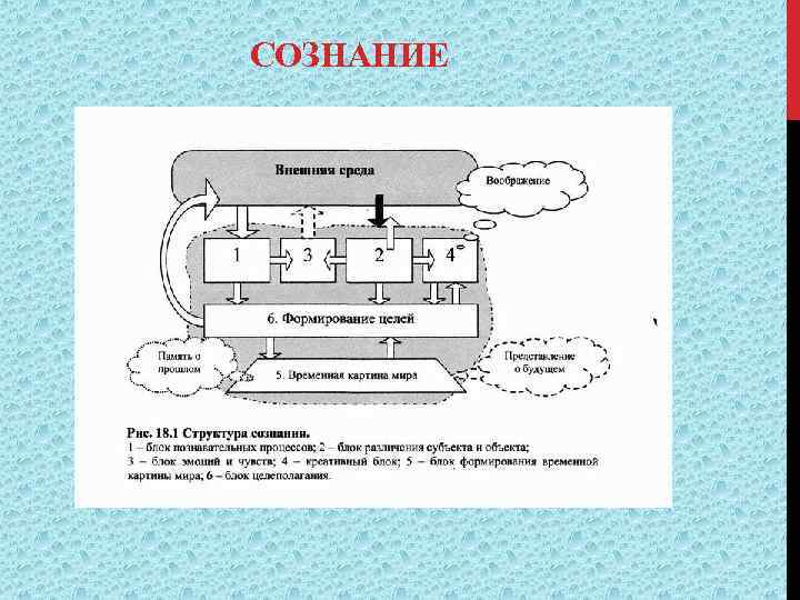 СОЗНАНИЕ 