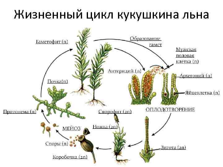 Жизненный цикл кукушкина льна 