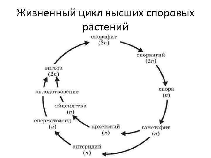 Жизненный цикл высших споровых растений 