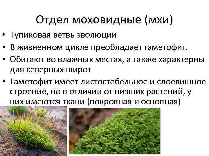 Отдел моховидные (мхи) • Тупиковая ветвь эволюции • В жизненном цикле преобладает гаметофит. •