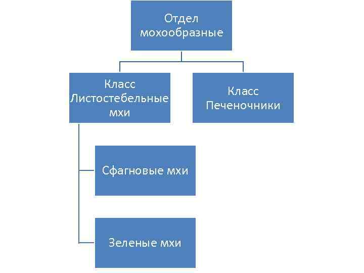 Отдел мохообразные Класс Листостебельные мхи Сфагновые мхи Зеленые мхи Класс Печеночники 