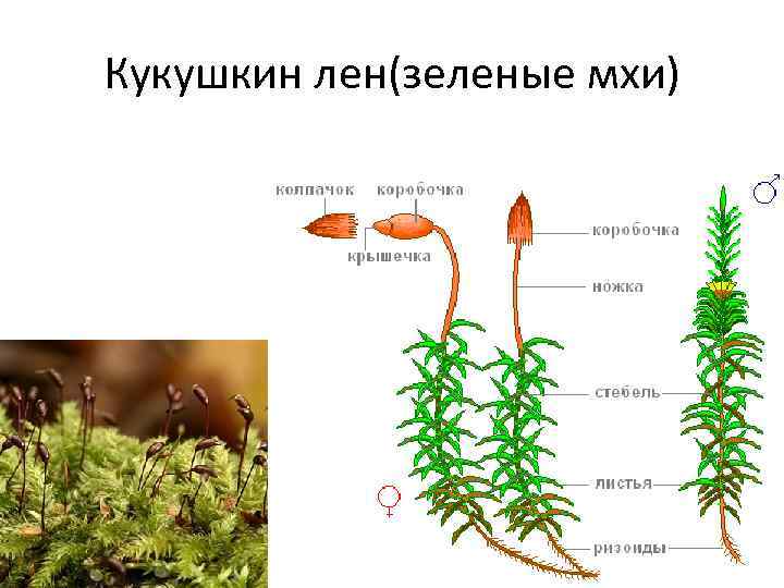 Кукушкин лен(зеленые мхи) 
