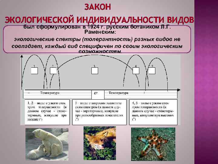 ЗАКОН ЭКОЛОГИЧЕСКОЙ ИНДИВИДУАЛЬНОСТИ ВИДОВ был сформулирован в 1924 г. русским ботаником Л. Г. Раменским: