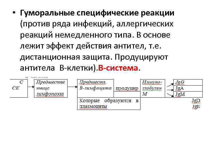  • Гуморальные специфические реакции (против ряда инфекций, аллергических реакций немедленного типа. В основе