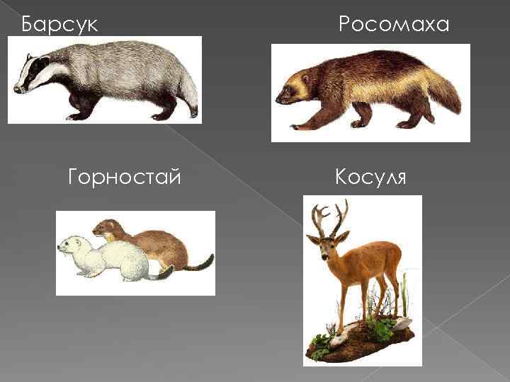 Барсук Горностай Росомаха Косуля 