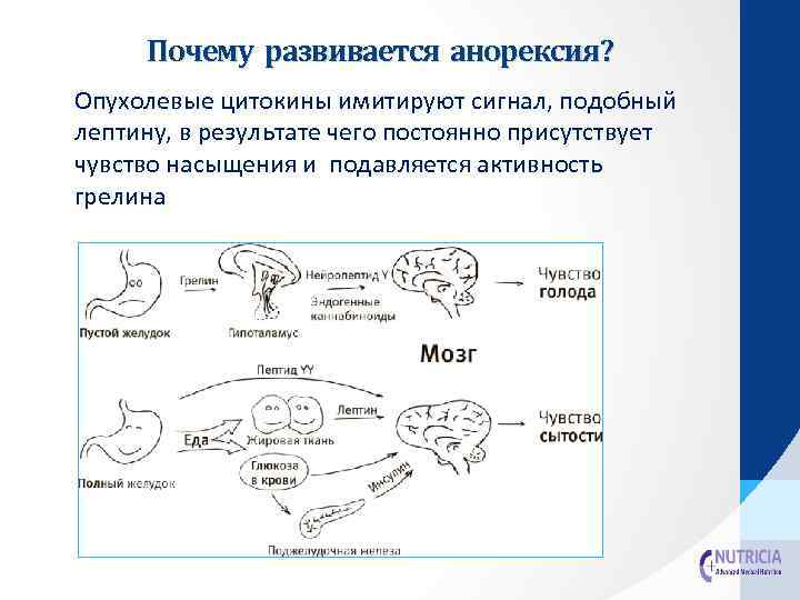 Почему развивается анорексия? Опухолевые цитокины имитируют сигнал, подобный лептину, в результате чего постоянно присутствует