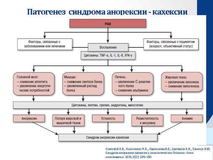 Патогенез синдрома анорексии - кахексии Снеговой А. В. , Кононенко И. Б. , Ларионова