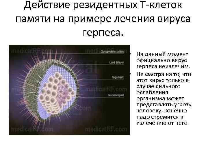 Действие резидентных Т-клеток памяти на примере лечения вируса герпеса. • На данный момент официально