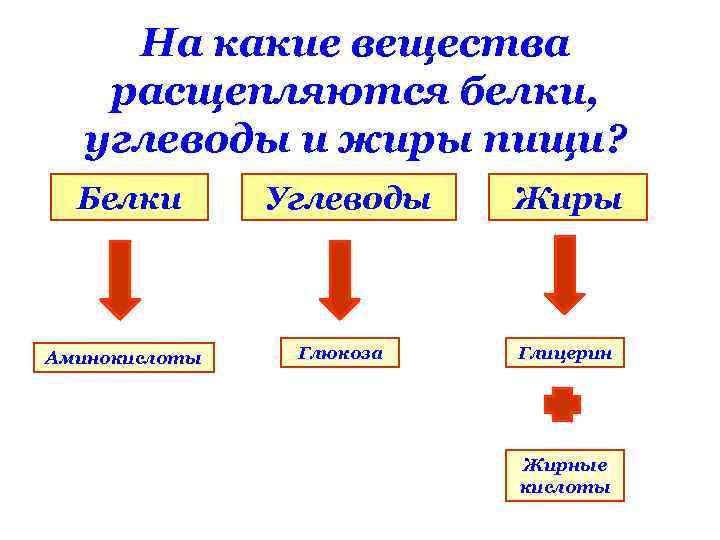 На какие вещества расщепляются белки, углеводы и жиры пищи? Белки Аминокислоты Углеводы Глюкоза Жиры