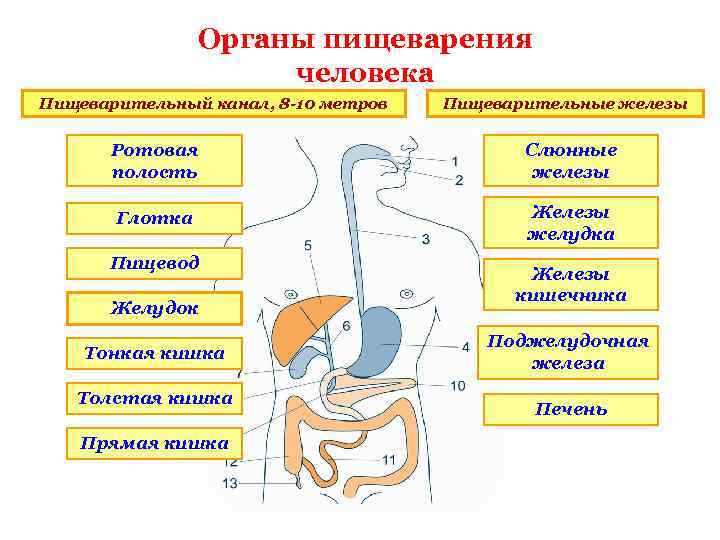 Таблица на тему пищеварение