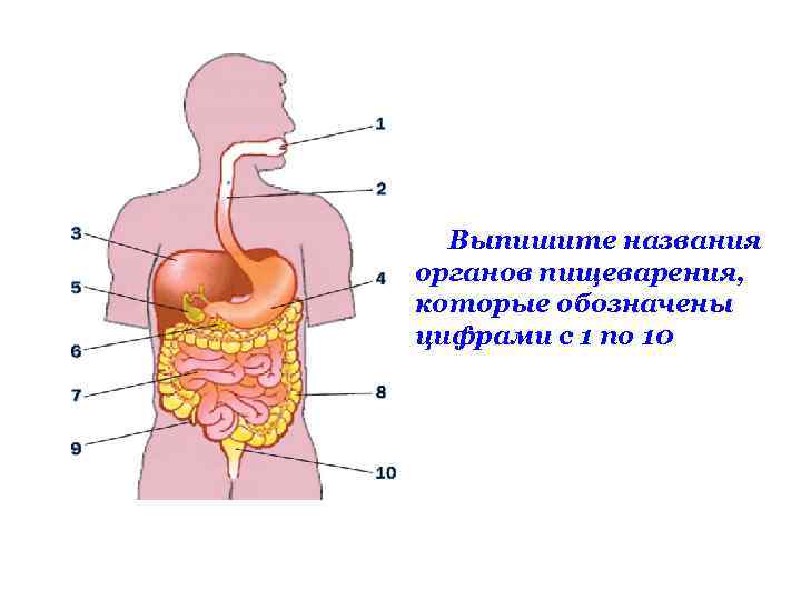 Выпишите названия органов пищеварения, которые обозначены цифрами с 1 по 10 