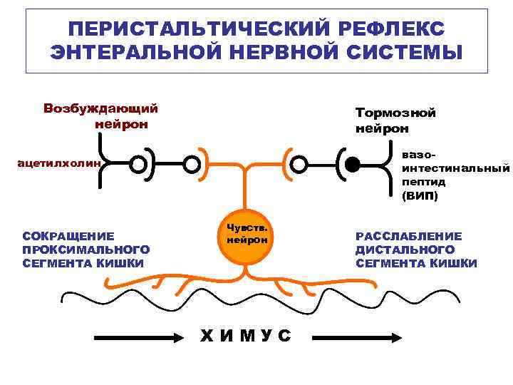 ПЕРИСТАЛЬТИЧЕСКИЙ РЕФЛЕКС ЭНТЕРАЛЬНОЙ НЕРВНОЙ СИСТЕМЫ Возбуждающий нейрон Тормозной нейрон вазоинтестинальный пептид (ВИП) ацетилхолин СОКРАЩЕНИЕ