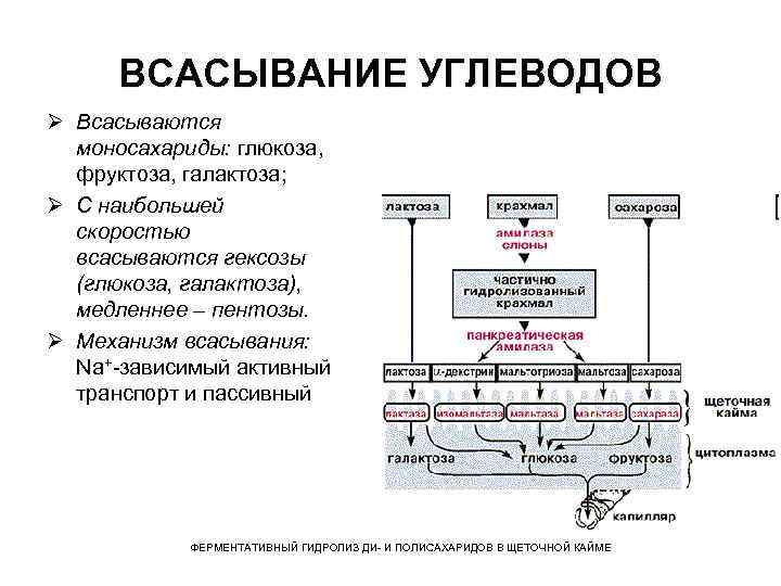 ВСАСЫВАНИЕ УГЛЕВОДОВ Ø Всасываются моносахариды: глюкоза, фруктоза, галактоза; Ø С наибольшей скоростью всасываются гексозы