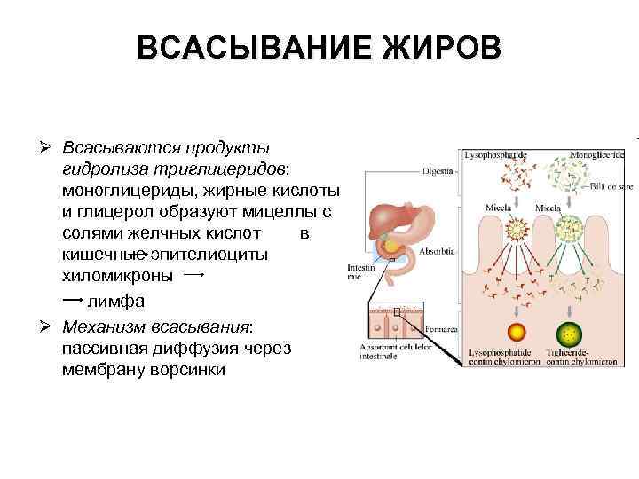 ВСАСЫВАНИЕ ЖИРОВ Ø Всасываются продукты гидролиза триглицеридов: моноглицериды, жирные кислоты и глицерол образуют мицеллы