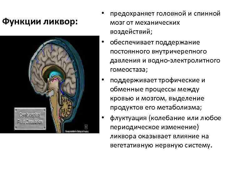 Функции ликвор: • предохраняет головной и спинной мозг от механических воздействий; • обеспечивает поддержание