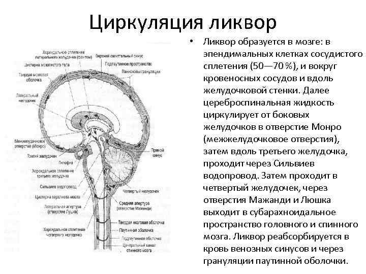Циркуляция ликвор • Ликвор образуется в мозге: в эпендимальных клетках сосудистого сплетения (50— 70