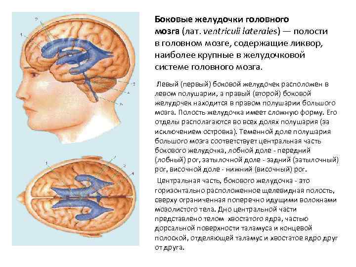Боковые желудочки головного мозга (лат. ventriculi laterales) — полости в головном мозге, содержащие ликвор,