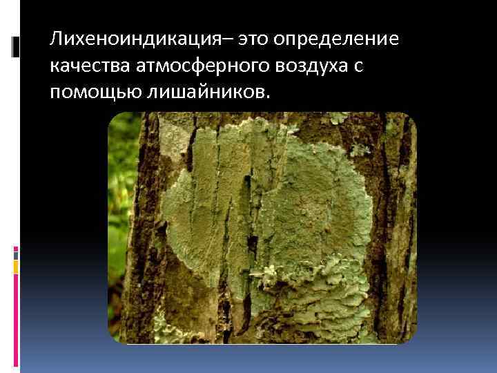 Лихеноиндикация– это определение качества атмосферного воздуха с помощью лишайников. 