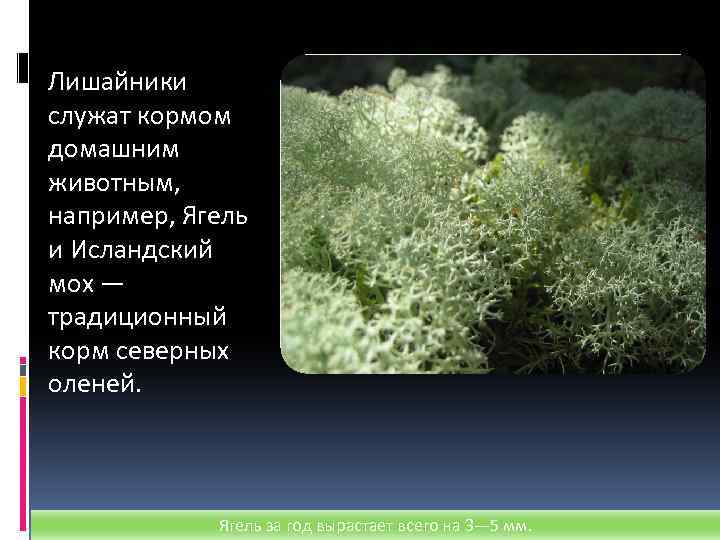 Лишайники служат кормом домашним животным, например, Ягель и Исландский мох — традиционный корм северных