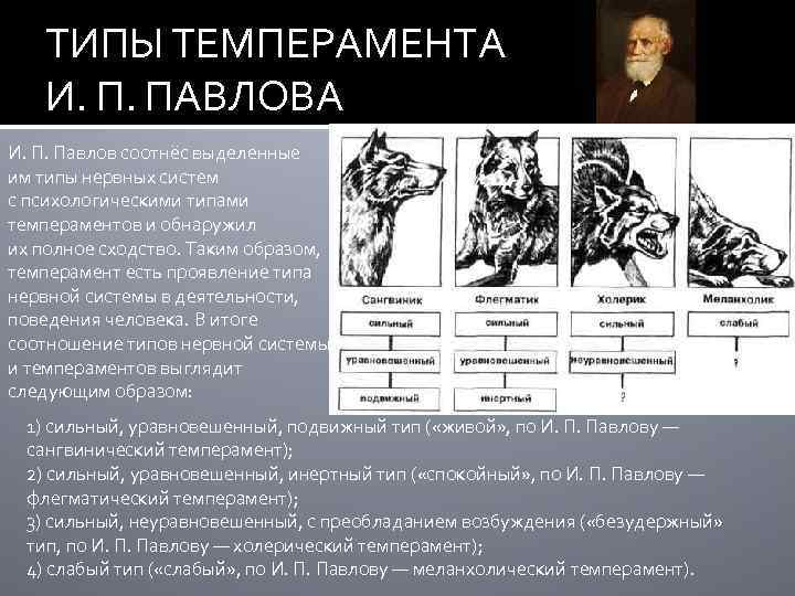 ТИПЫ ТЕМПЕРАМЕНТА И. П. ПАВЛОВА И. П. Павлов соотнёс выделенные им типы нервных систем
