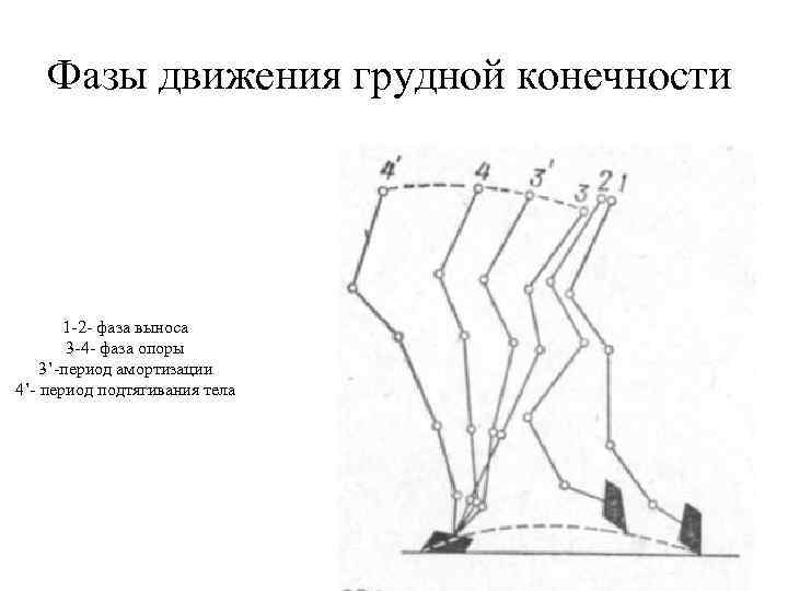 Фазы движения. Статика Ветеринария.