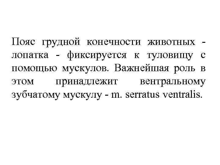 Пояс грудной конечности животных лопатка фиксируется к туловищу с помощью мускулов. Важнейшая роль в