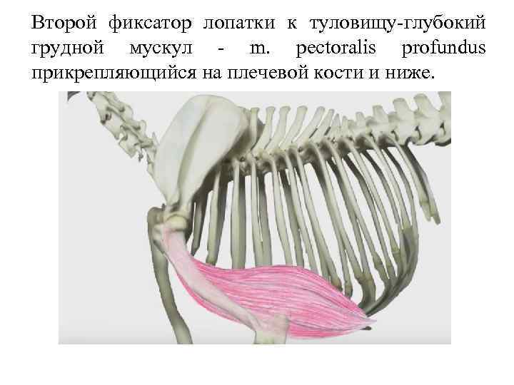 Второй фиксатор лопатки к туловищу глубокий грудной мускул m. pectoralis profundus прикрепляющийся на плечевой