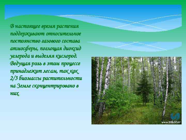 В настоящее время растения поддерживают относительное постоянство газового состава атмосферы, поглощая диоксид углерода и