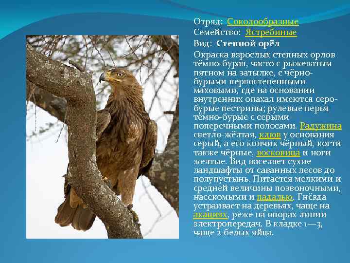 Отряд: Соколообразные Семейство: Ястребиные Вид: Степной орёл Окраска взрослых степных орлов тёмно-бурая, часто с