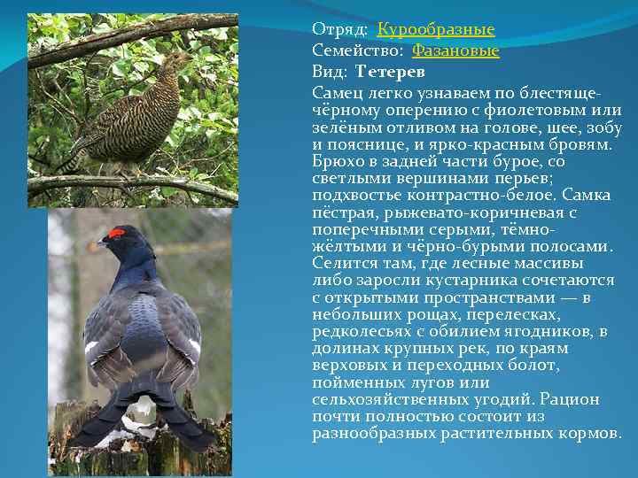 Отряд: Курообразные Семейство: Фазановые Вид: Тетерев Самец легко узнаваем по блестящечёрному оперению с фиолетовым