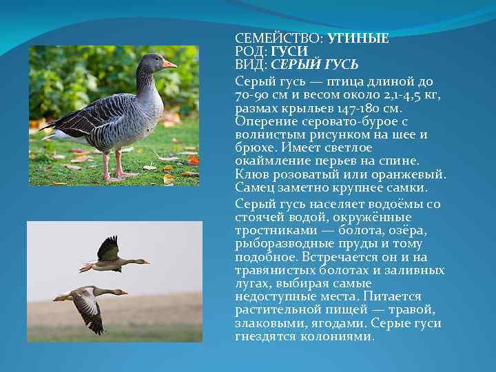 СЕМЕЙСТВО: УТИНЫЕ РОД: ГУСИ ВИД: СЕРЫЙ ГУСЬ Серый гусь — птица длиной до 70