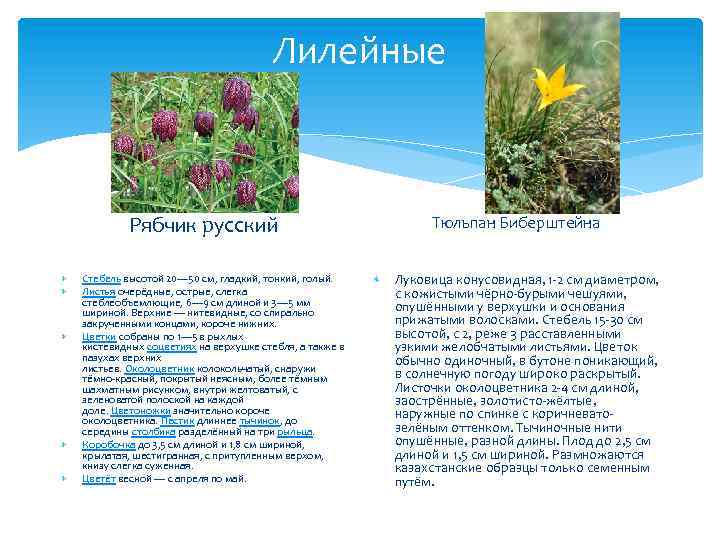 Лилейные Рябчик русский Стебель высотой 20— 50 см, гладкий, тонкий, голый. Листья очерёдные, острые,