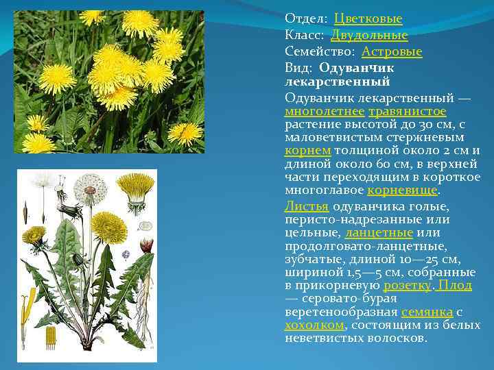 Сложноцветные кроссворд. Семейство Астровые. Одуванчик лекарственный. Одуванчик полевой лекарственный представитель семейства. Астровые цветковые одуванчик.