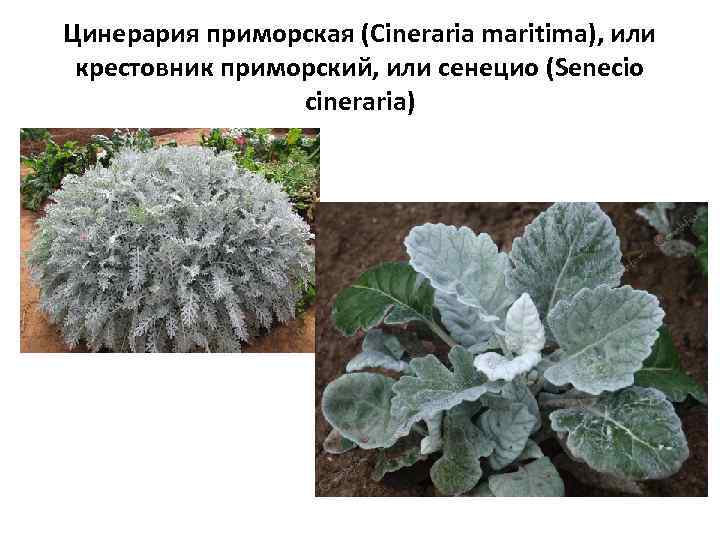 Цинерария приморская (Сineraria maritima), или крестовник приморский, или сенецио (Senecio cineraria) 