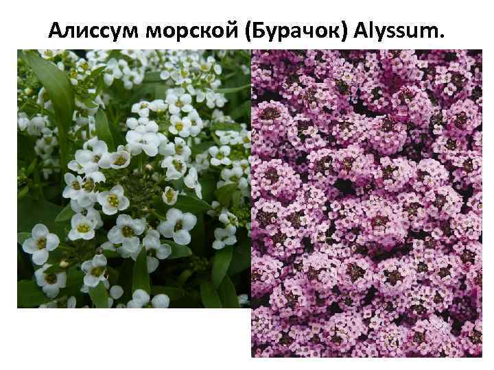 Алиссум морской (Бурачок) Alyssum. 